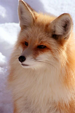 Red Fox laying in the sun on cold winter day