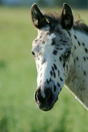 Appaloosa Coltの写真素材