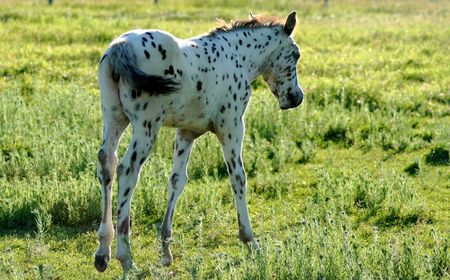 Appaloosa Coltの写真素材