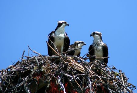 Osprey Familyの写真素材