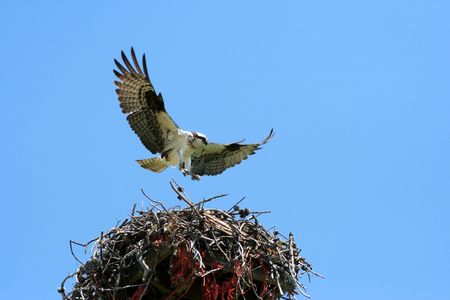 Osprey Flyingの写真素材