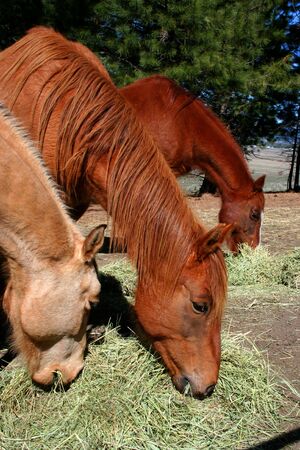 Horses feeding on hay on Idaho ranchの写真素材