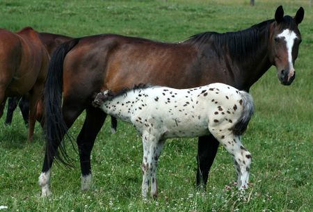 Mother And Colt Horsesの写真素材
