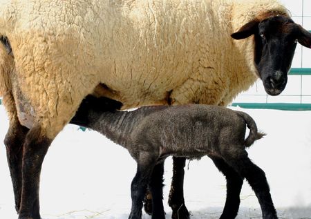 Momma And  Lambの写真素材