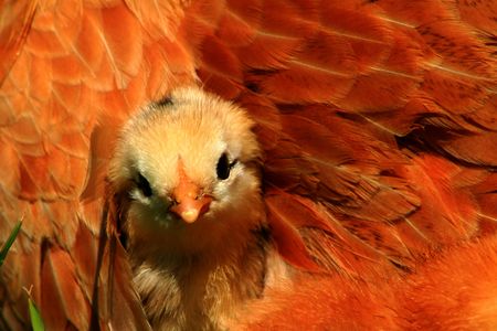 Aracauna chick peeking out from underneath mom,chickenの写真素材