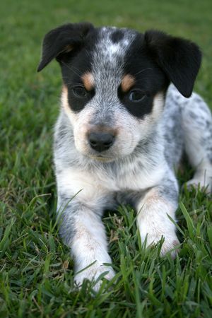 6 week old Blue Heeler puppy dogの写真素材