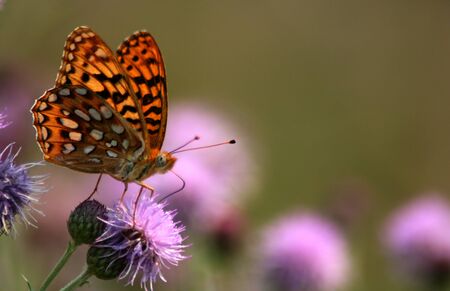 Butterfly perched on thistle in Idaho forestの写真素材