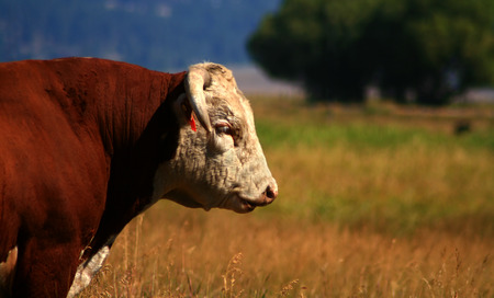 Bulls on pasture in late summer in Idahoの写真素材