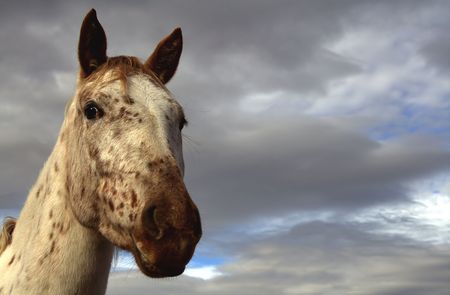 Closeup of an Appaloosa mare horseの写真素材