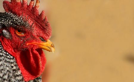 Barred Rock Rooster Closeupの写真素材