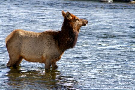 Cow elk crossing Salmon River in winter, february in Idahoの写真素材