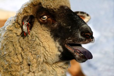 Black Face Suffolk Sheep の写真素材