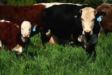 Cattle on spring pasture in Idaho