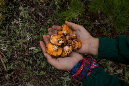 mushroomの写真素材