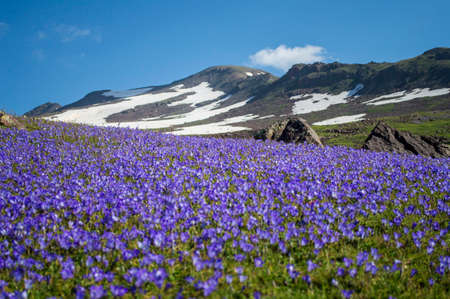 Wild flower field on the slopes of Mount Aragats with its southern peak in the background
