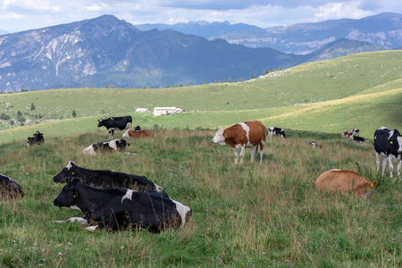 An herd of cows resting in the meadowsの写真素材