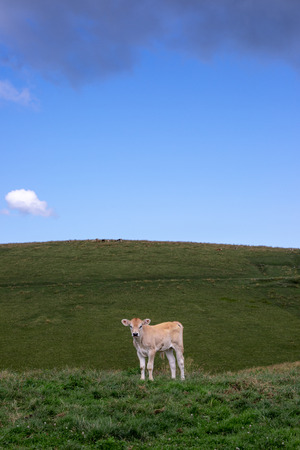 Small veal grazingの写真素材