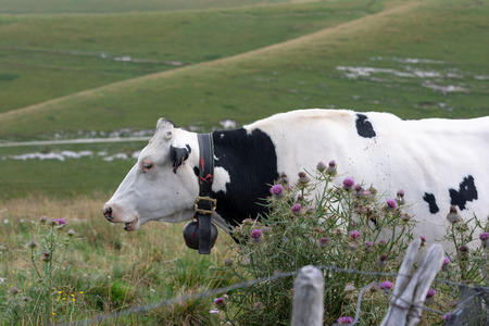 Black and white mottled cow resting in the meadowsの写真素材