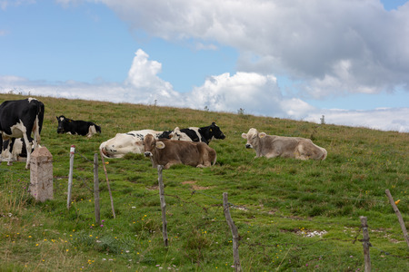 Group of cows resting in the meadowsの写真素材