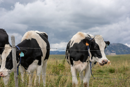 Black  and white mottled cows posing in the meadowsの写真素材