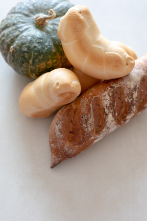 Bread and whole grain bread and autumn pumpkins on textured light backgroundの写真素材