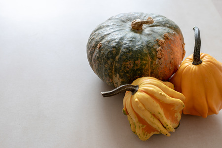 Edible and decorative green and yellow pumpkins on a light textured backgroundの写真素材