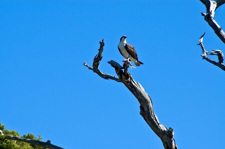 Osprey perched with fish in his talents.の写真素材