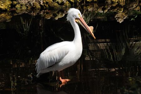 American White Pelican (Pelecanus Erythorhynchos) breeding stage preening in the stream.の写真素材