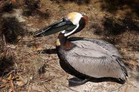 Brown Pelican (Pelecanus Occidentalis} in breeding colors gathering material for his nest.の写真素材