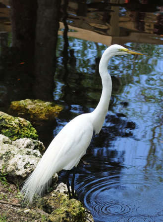 Great White Egret (Casmerodius albus) at edge of river looking for food during breeding season.の写真素材
