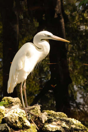 Great Blue Heron (White form) with pale, yellow legs and thickr beak sunning as it peers over the flowing river.の写真素材