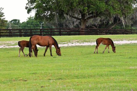A mare with her two colts grazing on the green grass in the paddock.の写真素材
