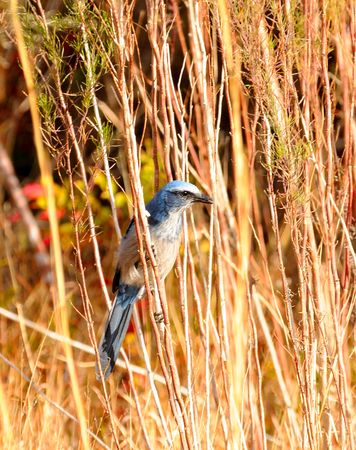 Scrub Jay in the brush looking for food.in his natural environment.の写真素材
