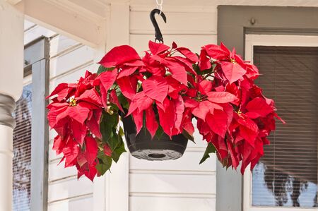 A hanging planter containing bright red  Poincianas on a Victorian porch の写真素材