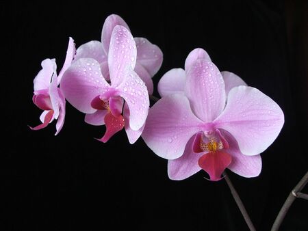 Aplectrum flowerの写真素材