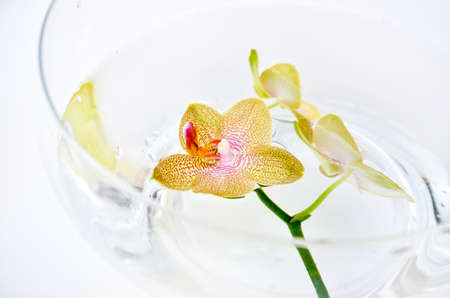 SPA orchid for the bath and spaの写真素材