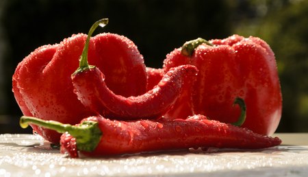 red hot chilli peppers in the summer rainの写真素材