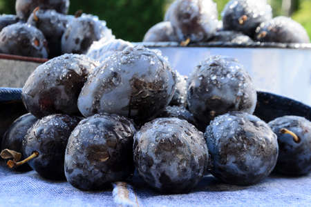 homemade purple plum sweet preservesの写真素材