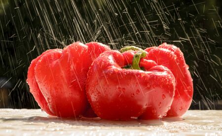 red hot chilli peppers in the summer rainの写真素材