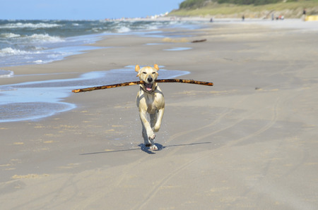 young labrador running on the beach with a stickの写真素材