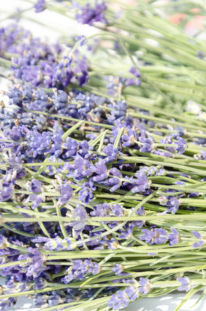 Violet and pink lavender flowers on white background with copy spaceの写真素材