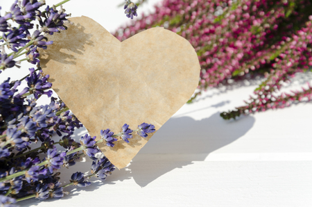 Violet and pink Heather and lavender flowers on white background with copy spaceの写真素材
