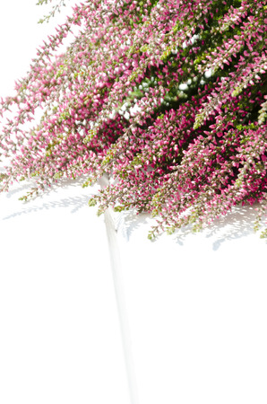 Violet and pink Heather flowers on white background with copy spaceの写真素材