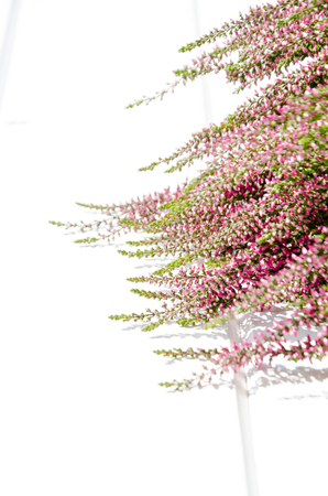 Violet and pink Heather flowers on white background with copy spaceの写真素材