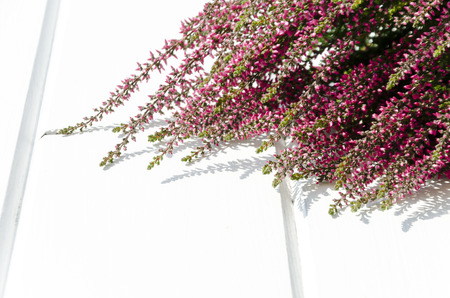 Violet and pink Heather flowers on white background with copy spaceの写真素材