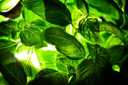 fresh basil low keyの写真素材