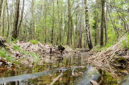 Stream in the marshes in the pine forestの写真素材