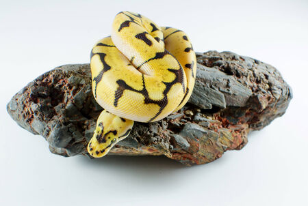 snake ball pythonの写真素材