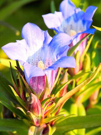 Blue flower of gentianの写真素材