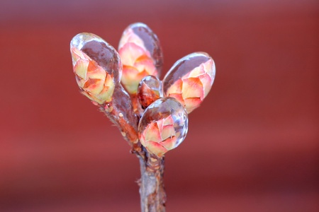 Plant buds covered by iceの写真素材